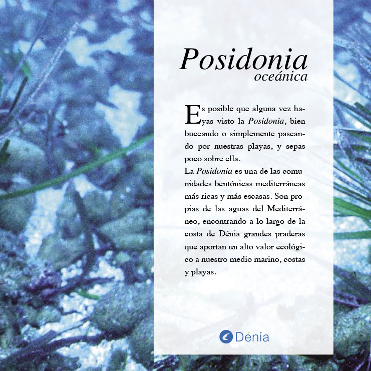 Posidonia oceánica en Dénia